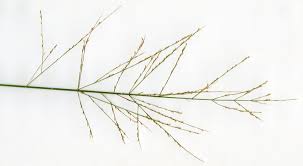 Image result for Arundinella nepalensis