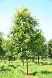 Image result for Ulmus parvifolia