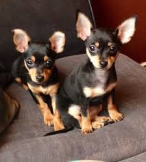 Guide to dog breeds there are over 300 dog breeds recognized worldwide, with most breeds falling into one of 7 breed groups. Image Result For Black Tan Chihuahua Vs Min Pin Chihuahua Lap Dog Breeds Fluffy Animals Chihuahua