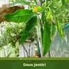 Weekend ayo intip kemewahan tanaman bonsai bengkulu news. 1