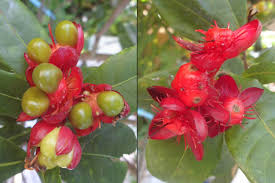 Image result for Ochnaceae