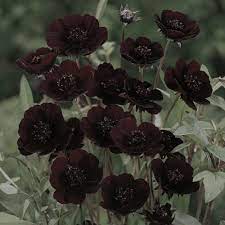 Chocolate Cosmos With Images Rare Flowers Chocolate Cosmos Flower Flower Seeds