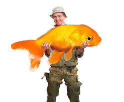 How big do comet goldfish grow. How Big Do Goldfish Get Growth Rate For Different Types