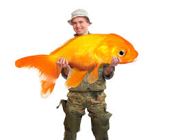 How big do comet goldfish grow. How Big Do Goldfish Get Growth Rate For Different Types