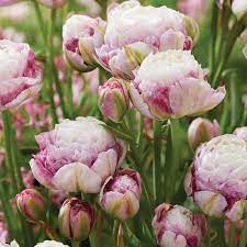 Pin On Tulip Year Of The