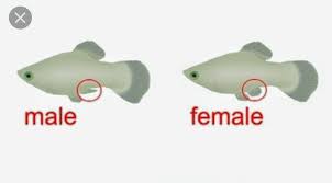 Difference Male Female Molly Fish Molly Fish Fish Breeding Platy Fish