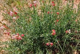 Image result for Onagraceae