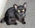 Manx Cat Breed Profile | Petfinder