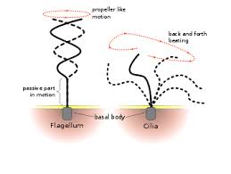 In structure, both animal and plant cells are quite similar. Flagellum Wikipedia