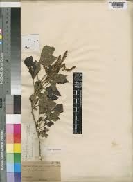 Image result for Calycosiphonia spathicalyx