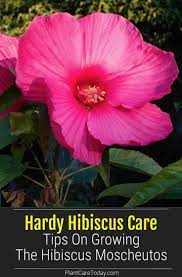 Hardy Hibiscus Care Growing Tips For Hibiscus Moscheutos Hardy Hibiscus Hardy Hibiscus Care Hibiscus Plant