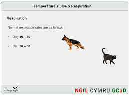 Your resting heart rate is the rate at which your heart beats when you are doing nothing. Tpr Temperature Pulse Respiration Ppt Video Online Download
