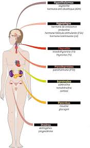 De ce fait, chercher à stimuler la synthèse de ces hormones. Prise De Poids Quand Les Hormones Jouent Avec Vos Kilos 1 2 Cl Dietetique