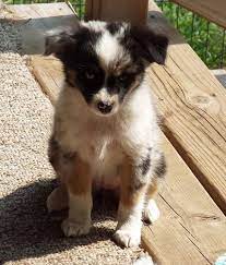 Have already been spayed and are up to date on shots. Mytoyaussie Com My Toy Aussie Com Toy Australian Shepherd Breeder In Michi Toy Australian Shepherd Australian Shepherd Breeders Australian Shepherd Puppies