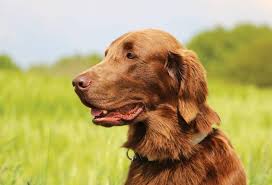 Image result for flat coated retrívr