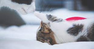 We are here to provide you the best health services for your pet. Pet Wellness Clinic