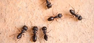 Hormigas que recorren cualquier superficie con tan solo un pequeño descuido. Eliminar Hormigas En Casa Massim Control De Plagas Valladolid 983548502