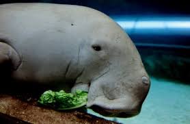 Discovery of a large population of dugongs off brisbane, australia. Australia Probes Claims Turtles Dugongs Butchered Alive