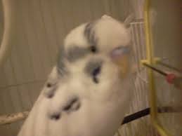 Vezi definiția lui cuvinte în dex pe dictionarroman.ro. Gasiti Sinonime Pentru Urmatoarele Expresii Moara Stricata A Bate Cimpii A Da Sfara In Tara Tap Brainly Ro