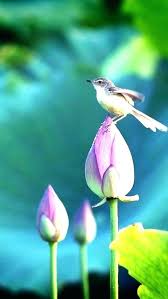 These free wallpapers work great on android smartphones. New Wallpaper Hd Nature Love How To Find The Best Wallpapers Android Mobile Wallpaper Hd 614x1091 Wallpaper Teahub Io