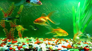 обои на рабочий стол аквариум с плавающими рыбками бесплатно Keywords Golden Fish Wallpaper D And Tags 1600 1000 Live Fish Wallpaper For Desktop Download 36 Wa Aquarium Live Wallpaper Aquarium Backgrounds Fish Wallpaper