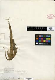 Image result for Isolepis costata