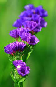 Check spelling or type a new query. Tiny Purple Flower 1 Beautiful Flowers Photos Beautiful Flowers Beautiful Flowers Pictures