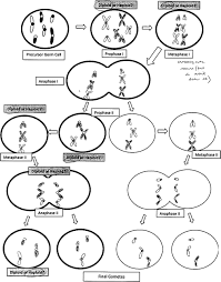 18 reflexive pronouns worksheets 2nd grade picture inspirations. An Interactive Modeling Lesson Increases Students Understanding Of Ploidy During Meiosis Wright 2011 Biochemistry And Molecular Biology Education Wiley Online Library