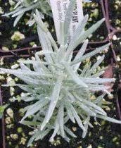 Image result for Helichrysum lineare
