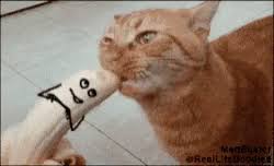 You can choose the most popular free cat typing gifs to your phone or computer. Help Cat Iting For Me Steemit