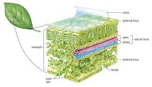 Cross Section Of Is A Cross Section Of A Leaf Showing Its Tissues Biology Plants Plant Science Biology Lessons
