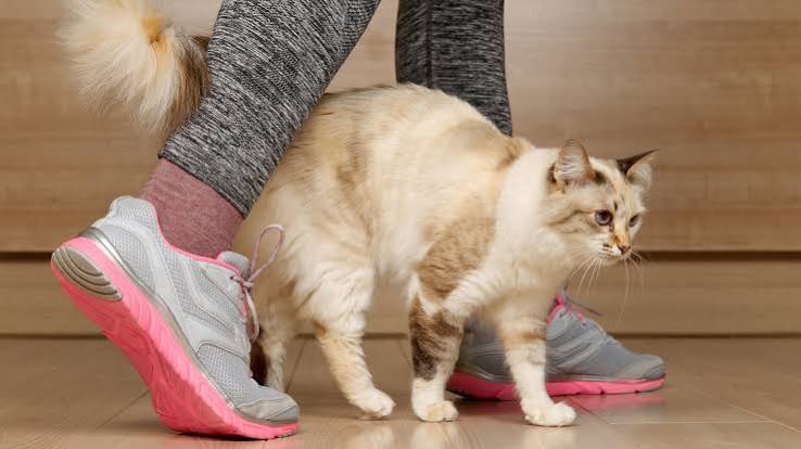 Why do cats rub against you? 5 common causes and when to worry | PetsRadar