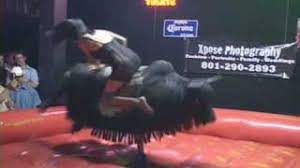 From functional options for the everyday to lacy looks. Lingerie Bull Riding Youtube