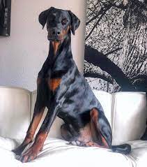 European doberman puppies for sale ontario. Dobermann Ultimatus We Breed Excellence