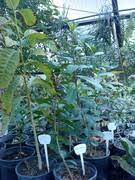 Image result for Vangueria sp.