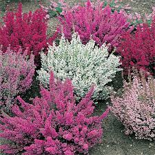 Heather Mix Heather Plant Rockery Garden Heather Gardens