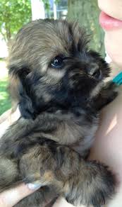 Say Hello To Loki Our Shih Poo Puppy Http Ift Tt 2duqw5y Shih Poo Shih Poo Puppies Puppies