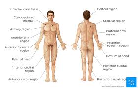 Human anatomy and physiology are treated in many different articles. Learn The Regions Of The Body With Quizzes And Diagrams Kenhub