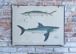 Vintage Fish Species School Charts Set Of 3