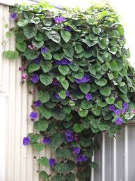 Or is that remarkable purple color just a different shade of the same genetics, like a in this new age of cannabis cultivation, purple coloring has a lot more to do with nurture than nature. Blue Morning Glory Weedbusters