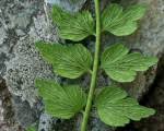 Image result for Asplenium stuhlmannii