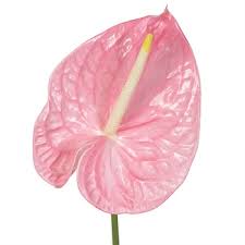 Buy hawaiian tropical flowers direct from the wholesale thailand manufacturer of coconut candles, candle in coconut, coconut shell candles. Anthurium Pink Tropical Flower Fiftyflowers Com