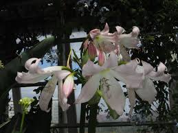 Image result for Crinum moorei