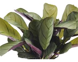 Image result for Ktenante Ctenanthe