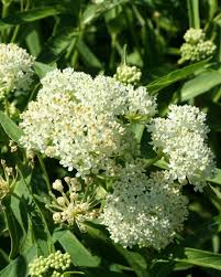 Image result for Asclepias