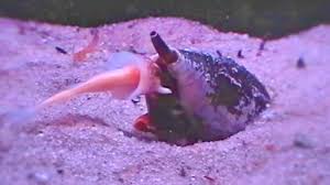 Snails are categorized under the phylum mollusca, making up the largest class of invertebrates. Nightmarish Sea Snail Swallows Whole Fish Conus Feeding Monster Youtube