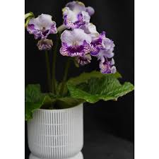 Image result for Streptocarpus sp.nov. aff. S. grandis