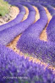 Pin Von Saad Auf La Belle Provence Garten Lavendel Lavendel Flora Garten