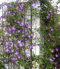 Image result for Clematis costata