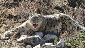 Its patterned coat helps it blend in with the steep rocky slopes above the tree line in the asian mountains. Snow Leopard Collared For First Time In Nepal Live Science